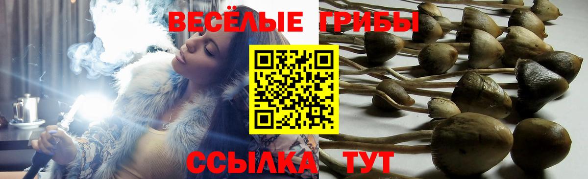 Псилоцибиновые грибы Cubensis Бердск